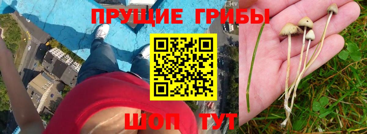 Псилоцибиновые грибы прущие грибы Приморско-Ахтарск